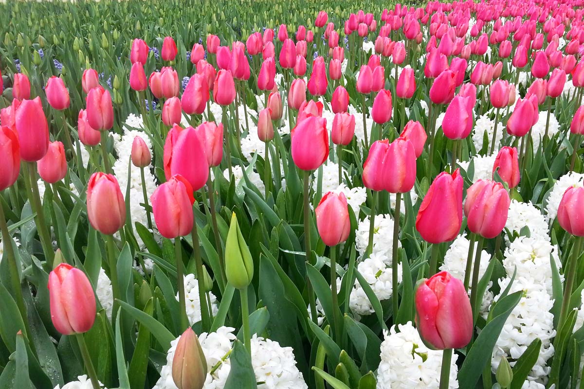 庫肯霍夫鬱金香花園