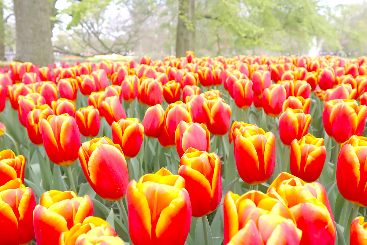 花境漫遊荷比法~雙點進出、庫肯霍夫花園、精選三遊船、浪漫巴黎10天